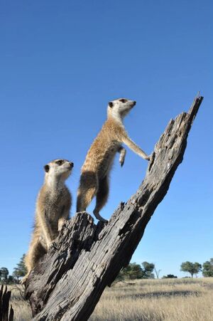 Cecil and Pepper