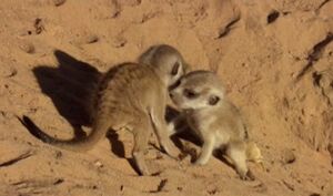Len and squiggy emerge