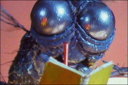 Fly