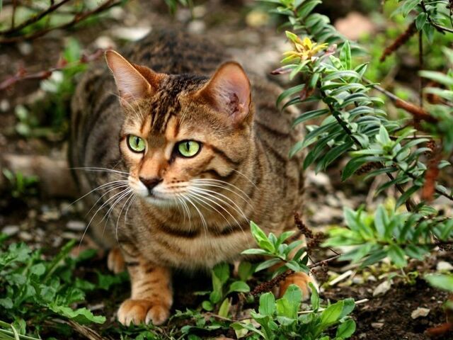 Datei:Bengal-Katze-Beet-Rasen.jpg