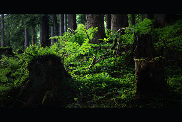 Datei:Wald-lichtung-90259447-6b61-4936-8934-7a9be5388adf.jpg