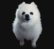 Bork