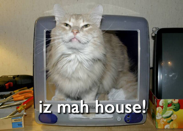 File:Imaclolcat.jpg