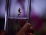 Tuvok-Orchidee.jpg