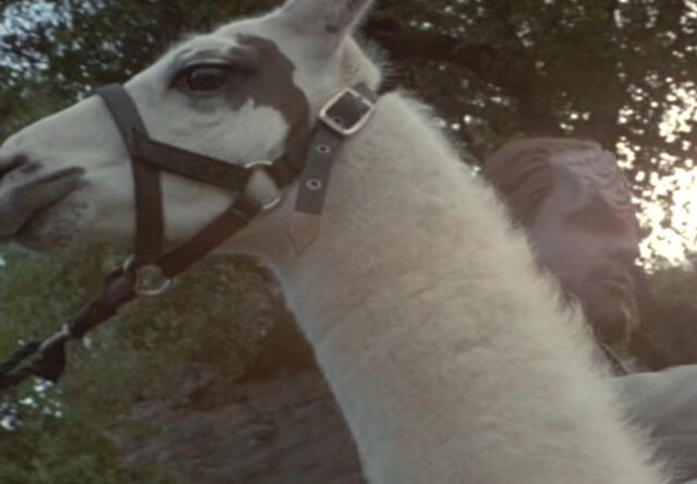 File:Baku llama, white.jpg