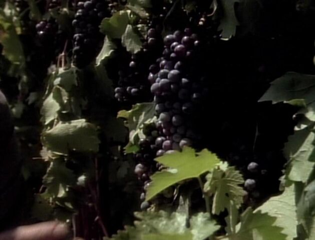 File:Grapes.jpg