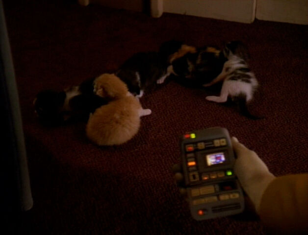 File:Spot's litter of kittens.jpg