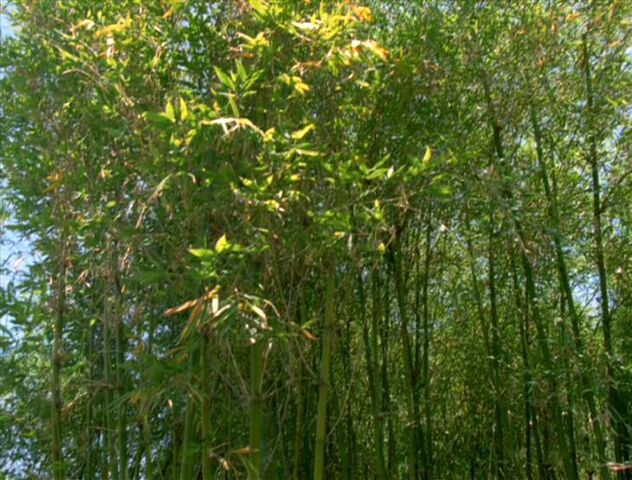 File:Bamboo.jpg