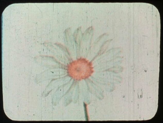 File:Daisy.jpg