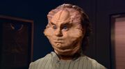 Phlox aufgebläht.jpg