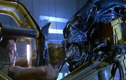 Ripley vs. Queen
