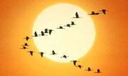 Aves2.jpg