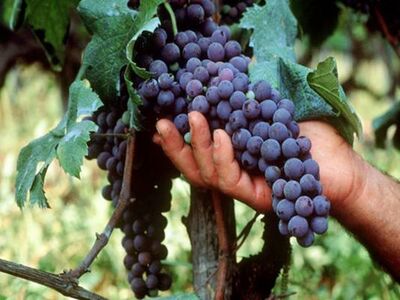 Uvas.jpg