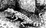 Lizard