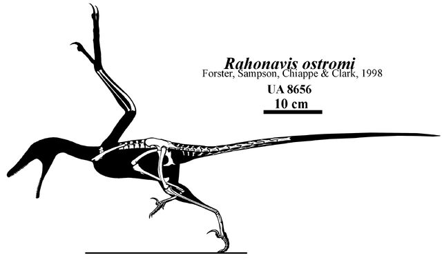 File:Rahonavis-ostromi-skeleton.jpg