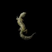 Leopard Gecko