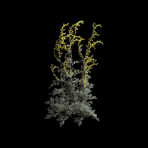 File:VI Wormwood TPP.png