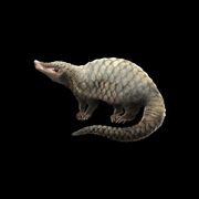Tree Pangolin