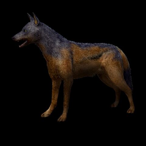 File:Anubis-0.jpg