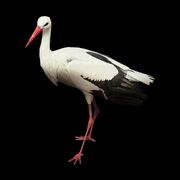 Oriental Stork