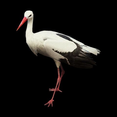 File:Oriental Stork.jpg