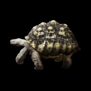Leopard Tortoise