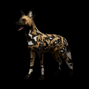 Jackal 27f591ceb1da5