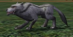 Lupo grigio.jpg