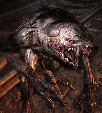 Datei:CommonNosalis.jpg