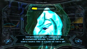 Leviathan womb scan