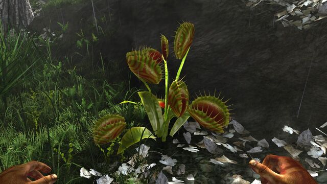 File:Carnivorous trap plant.jpg