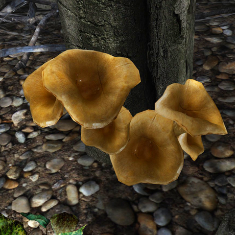 File:Trumpet mushroom.png