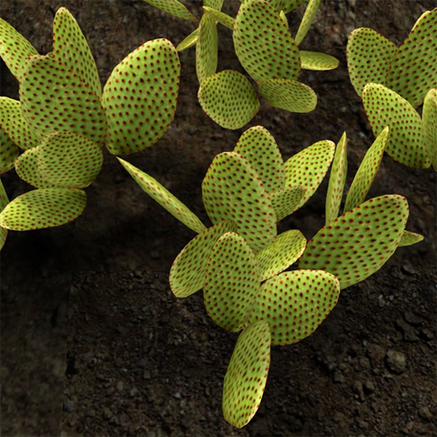 File:Prickly pear.png