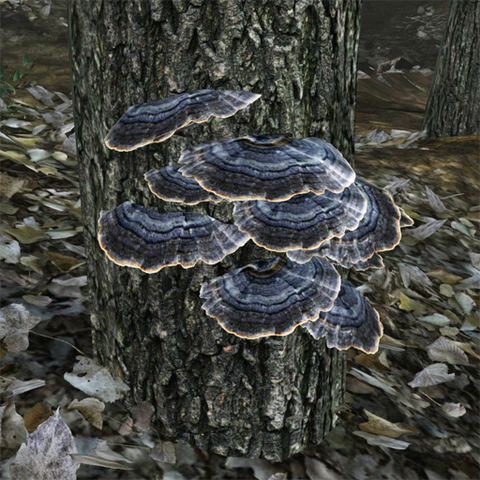 File:Grey shelf fungus.png