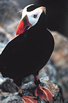 File:TuftedPuffin.jpeg