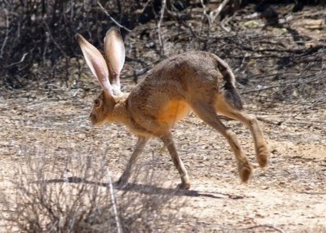 File:Hare henadsa.jpg