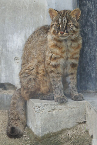 File:Tsushima Cat 001.jpg