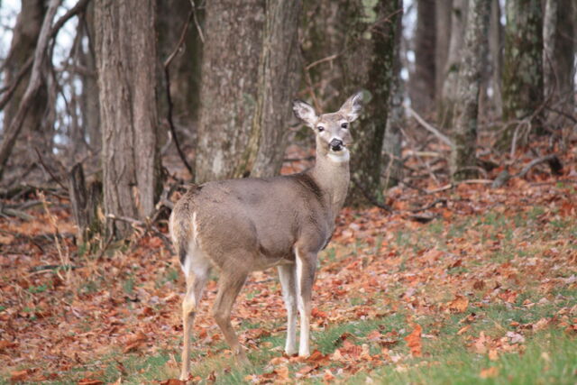 File:Maine-wildlife.jpg