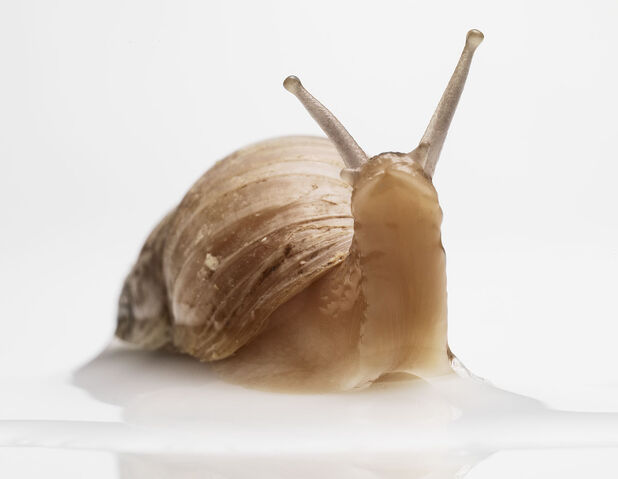 File:Sublime-Snail.jpg