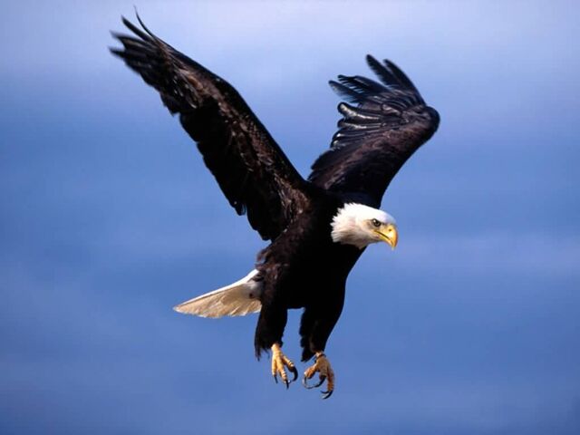 File:Bald Eagle.jpg