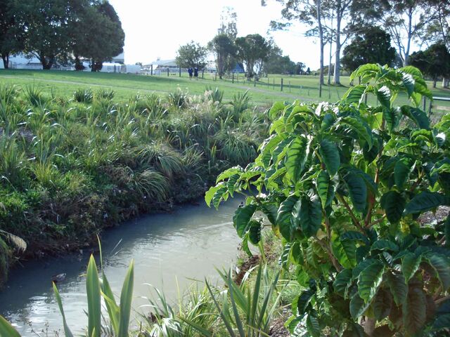 File:Meola Creek.jpg