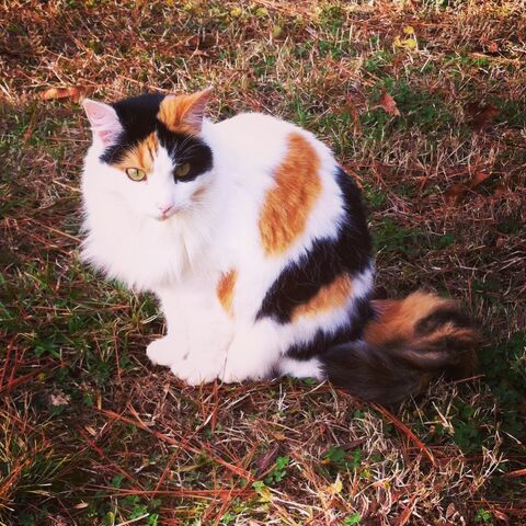File:Meowmeow.jpg