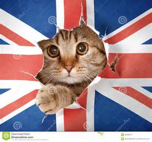 File:Cat Flag!.jpg