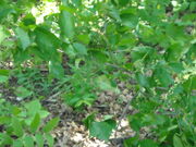 Haylandforest