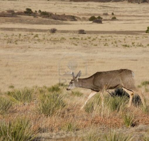 File:15153417-mule-deer-in-new-mexico-that-is-alone-in-the-tall-grass.jpg