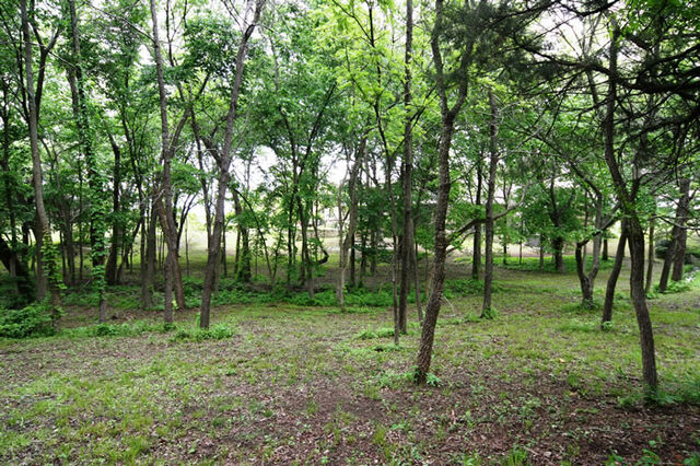 File:245-Blue-Heron-Backyard-with-more-trees.jpg