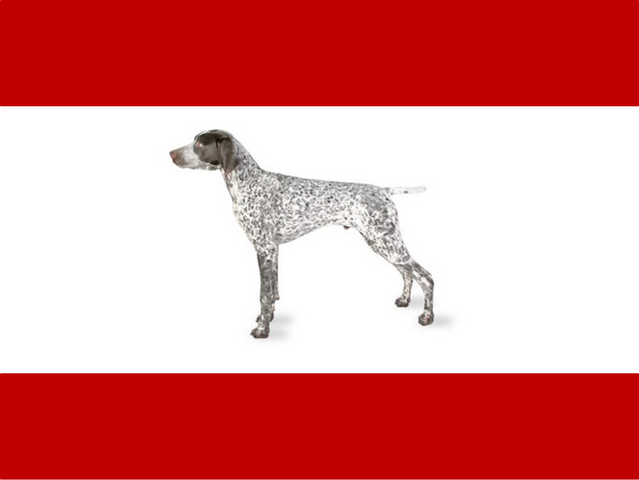File:Flag of Rex.png