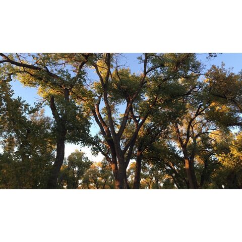 File:BTS Desert woods.jpg