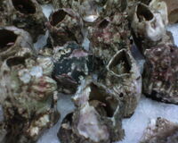 Picoroco's (Crustacean of Chile)DSC00014.jpg