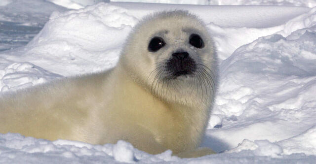 File:North-Harp-Seal-Watch-1-ice-seal.jpg